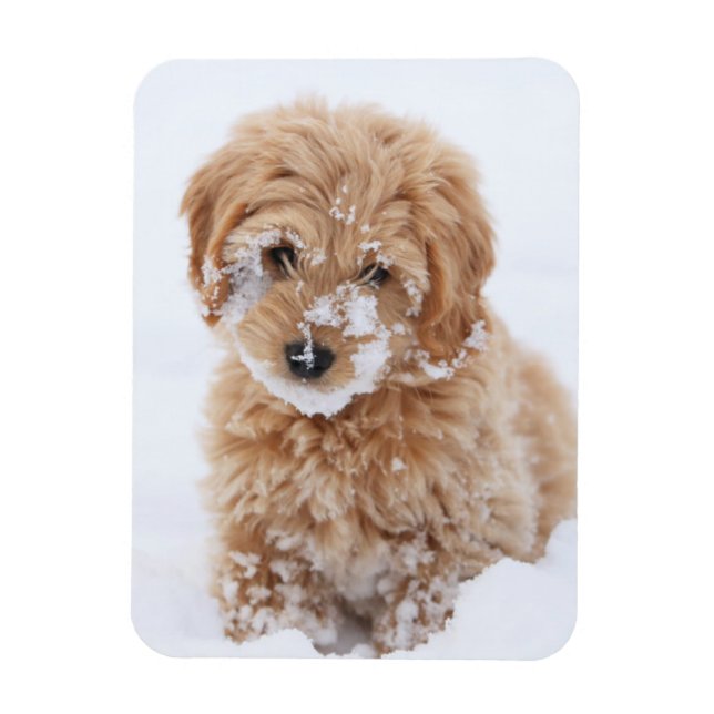 Goldendoodle Puppy With Snow On Face Magnet (Vertical)