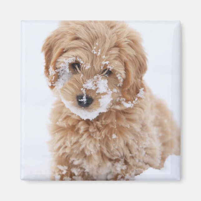Goldendoodle Puppy With Snow On Face Magnet (Front)