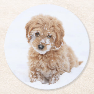 Goldendoodle Puppy With Snow On Face Round Paper Coaster