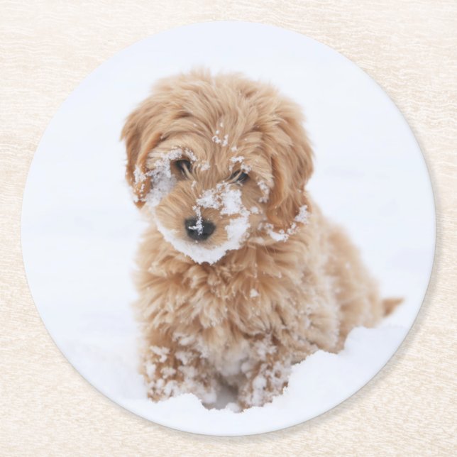 Goldendoodle Puppy With Snow On Face Round Paper Coaster (Front)