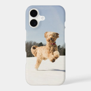 Goldendoodle Running Through Field