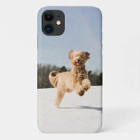 Goldendoodle Running Through Field