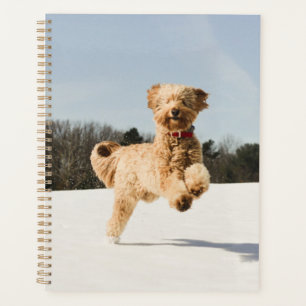 Goldendoodle Running Through Field Planner