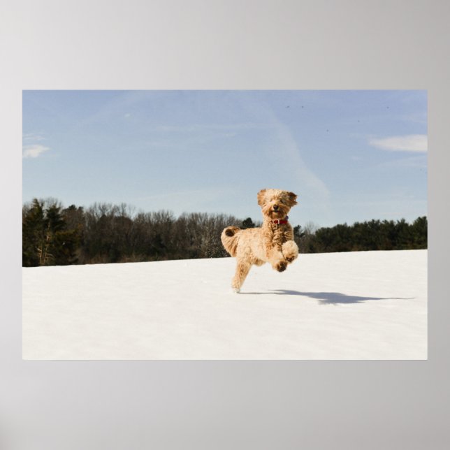 Goldendoodle Running Through Field Poster (Front)