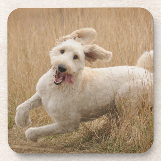 Goldendoodle Runs Through Grass Coaster (Front)