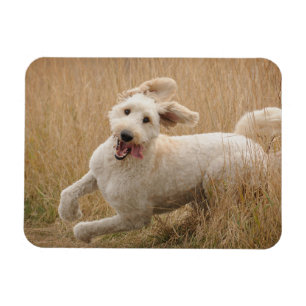 Goldendoodle Runs Through Grass Magnet