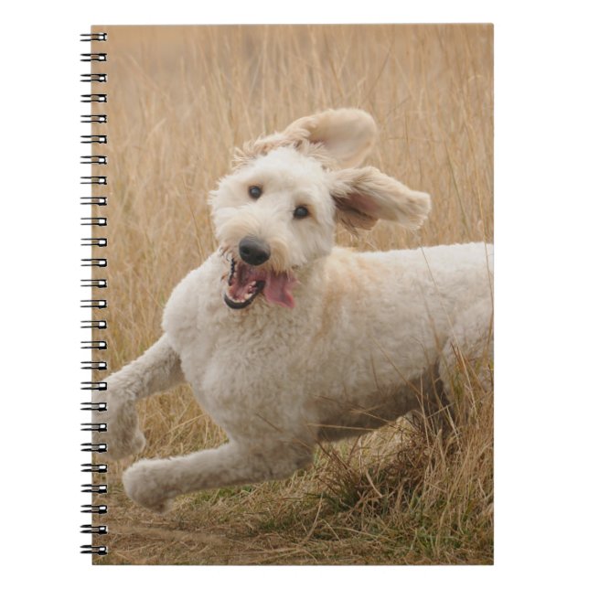 Goldendoodle Runs Through Grass Notebook (Front)