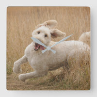 Goldendoodle Runs Through Grass