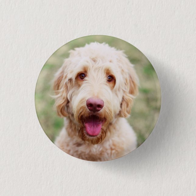 Goldendoodle Smiling 3 Cm Round Badge (Front)