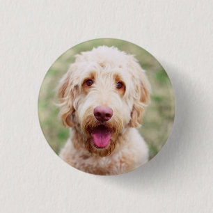 Goldendoodle Smiling 3 Cm Round Badge
