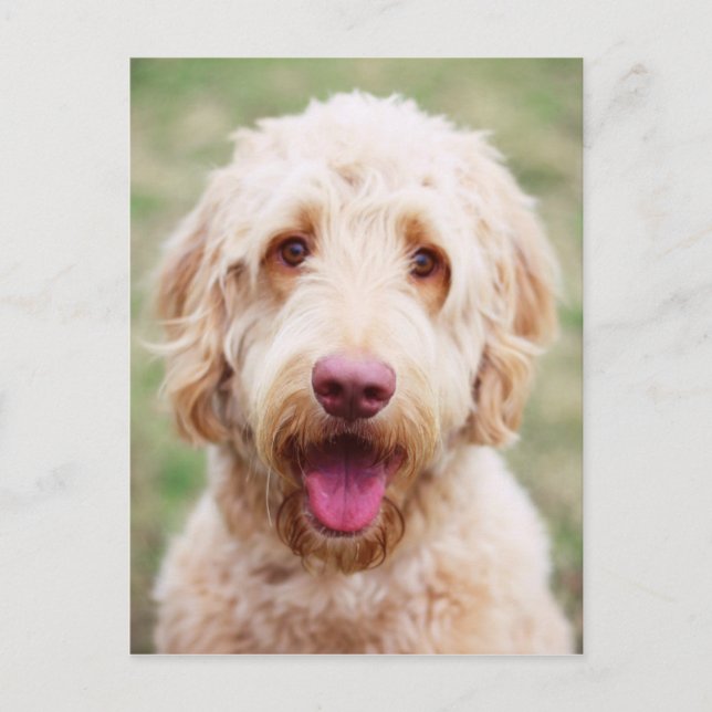 Goldendoodle Smiling Postcard (Front)