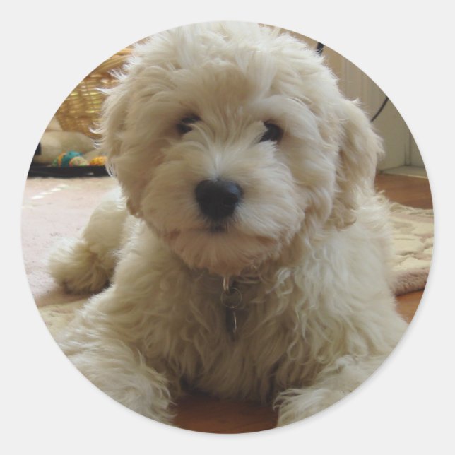 Goldendoodle Sticker (Front)