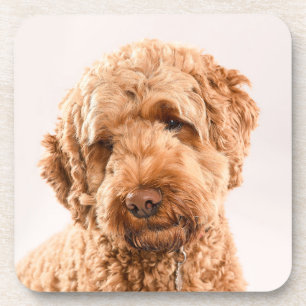 Goldendoodle Studio Portrait Coaster