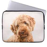 Goldendoodle Studio Portrait