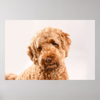 Goldendoodle Studio Portrait