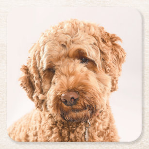 Goldendoodle Studio Portrait Square Paper Coaster