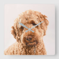 Goldendoodle Studio Portrait