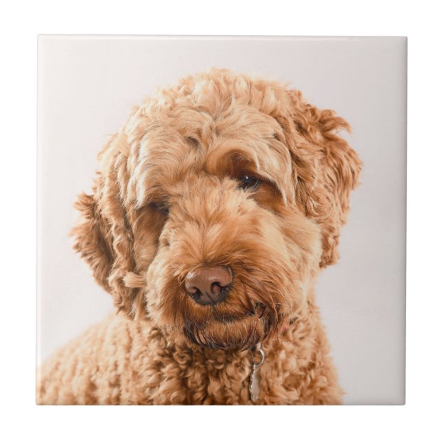 Goldendoodle Studio Portrait Tile (Front)