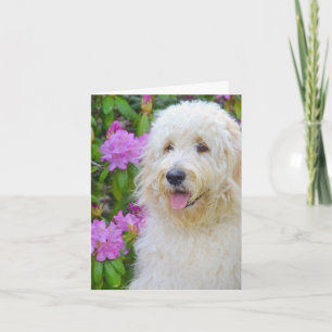 Goldendoodle Thank You Card