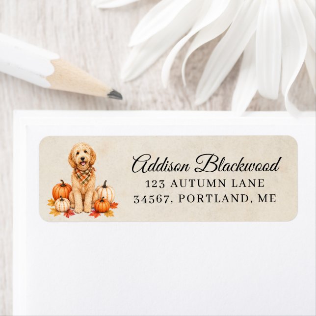 Goldendoodle with Autumn Pumpkins (Insitu)