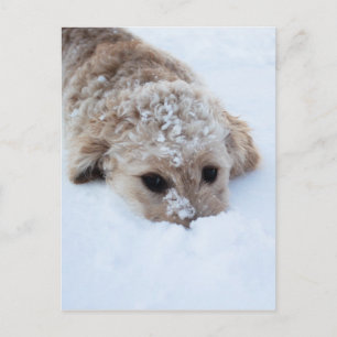 Goldendoodle With Nose In Snow Postcard