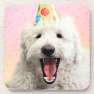 Goldendoodle With Party Hat Coaster