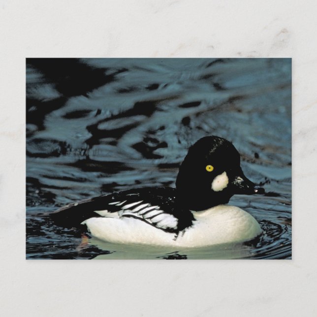 Goldeneye Duck Postcard (Front)