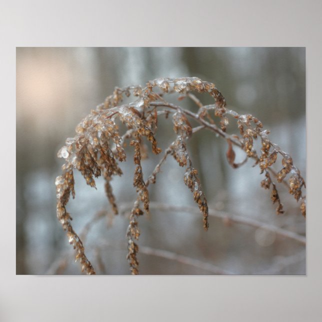 Goldenrod After Ice Storm Nature Poster (Front)
