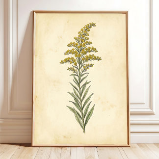 Goldenrod Botanical Study Canvas Print