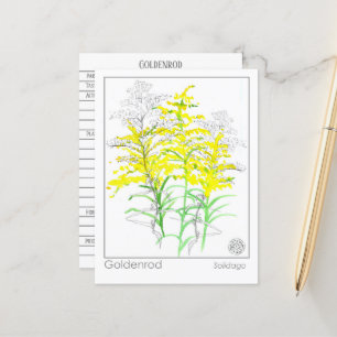 Goldenrod Materia Medica Monograph Herbal Study Postcard