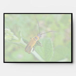 Goldenrod Soldier Beetle Envelopes