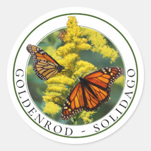 Goldenrod Solidago and Monarch Butterflies Classic Round Sticker