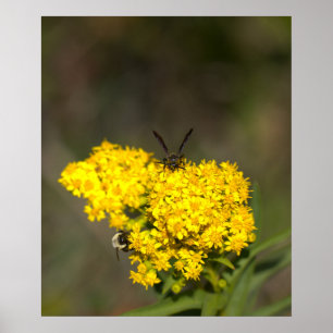 Goldenrods Photo Poster