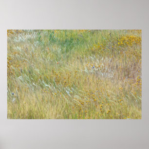 Goldfields and Grass Poster