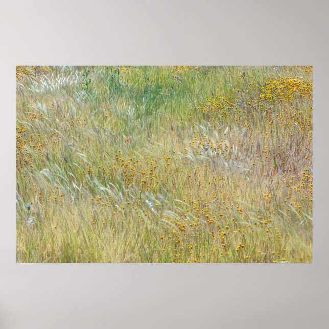 Goldfields and Grass Poster (Front)
