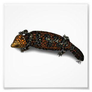 Goldfields Shingleback Lizard Print