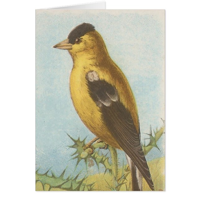 Goldfinch (Front)