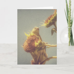 Goldfinch and a Sunflower Retro Photography Card