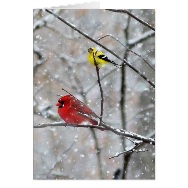 Goldfinch And Cardinal (Front)