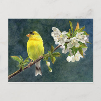 Goldfinch and Cherry Blossoms Postcard