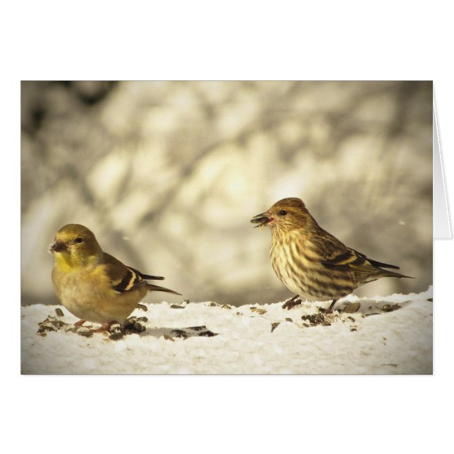 Goldfinch and Pine Siskin Blank Card (Front Horizontal)
