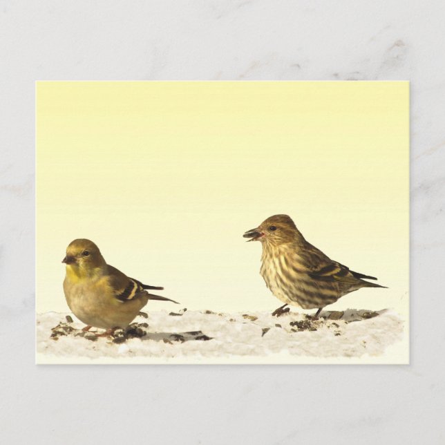 Goldfinch and Pine Siskin Postcard (Front)