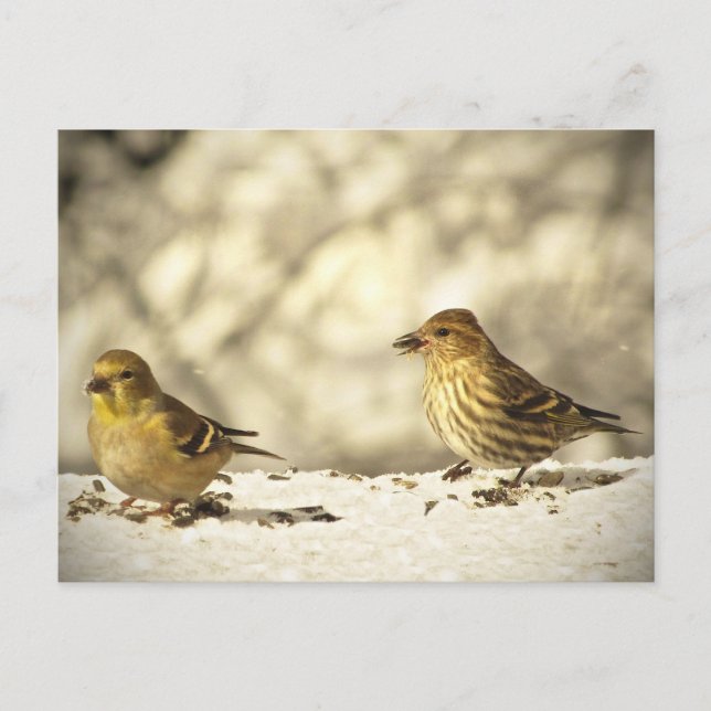 Goldfinch and Pine Siskin Postcard (Front)