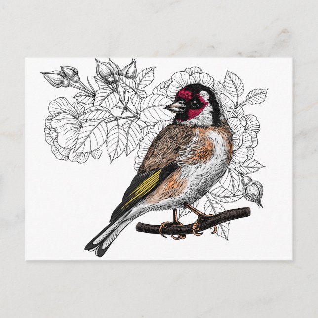 Goldfinch and roses postcard (Front)