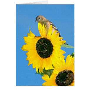 Goldfinch And Sunflower