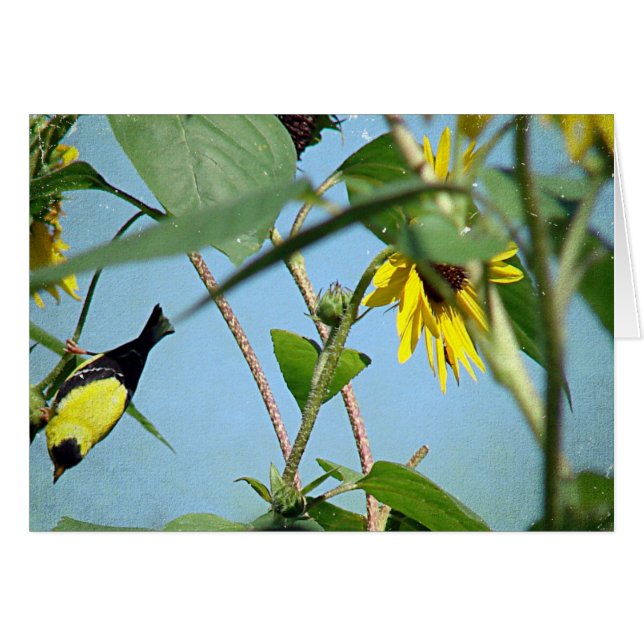 Goldfinch and Sunflowers (Front Horizontal)