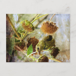 Goldfinch and Sunflowers Postcard