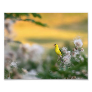 Goldfinch And Thistle Autumn Photo Print