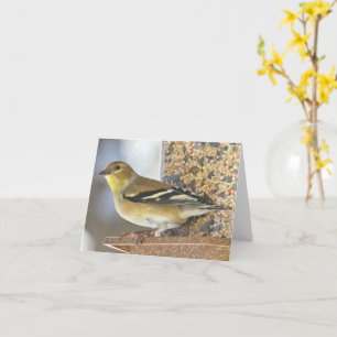 Goldfinch at the Feeder - Blank Card