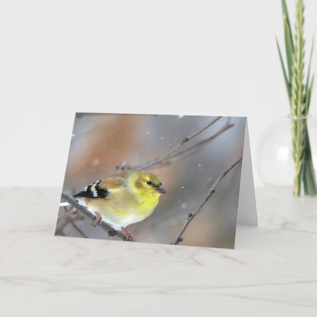 Goldfinch Card (Front)